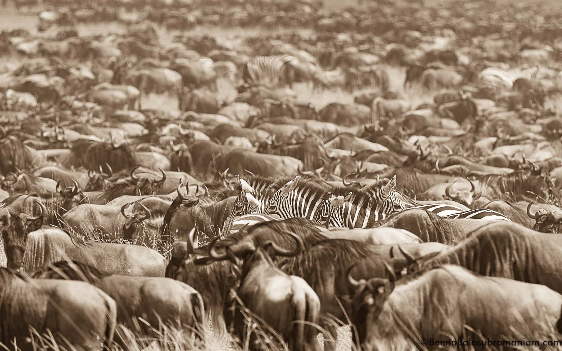 The mega herd in sepia