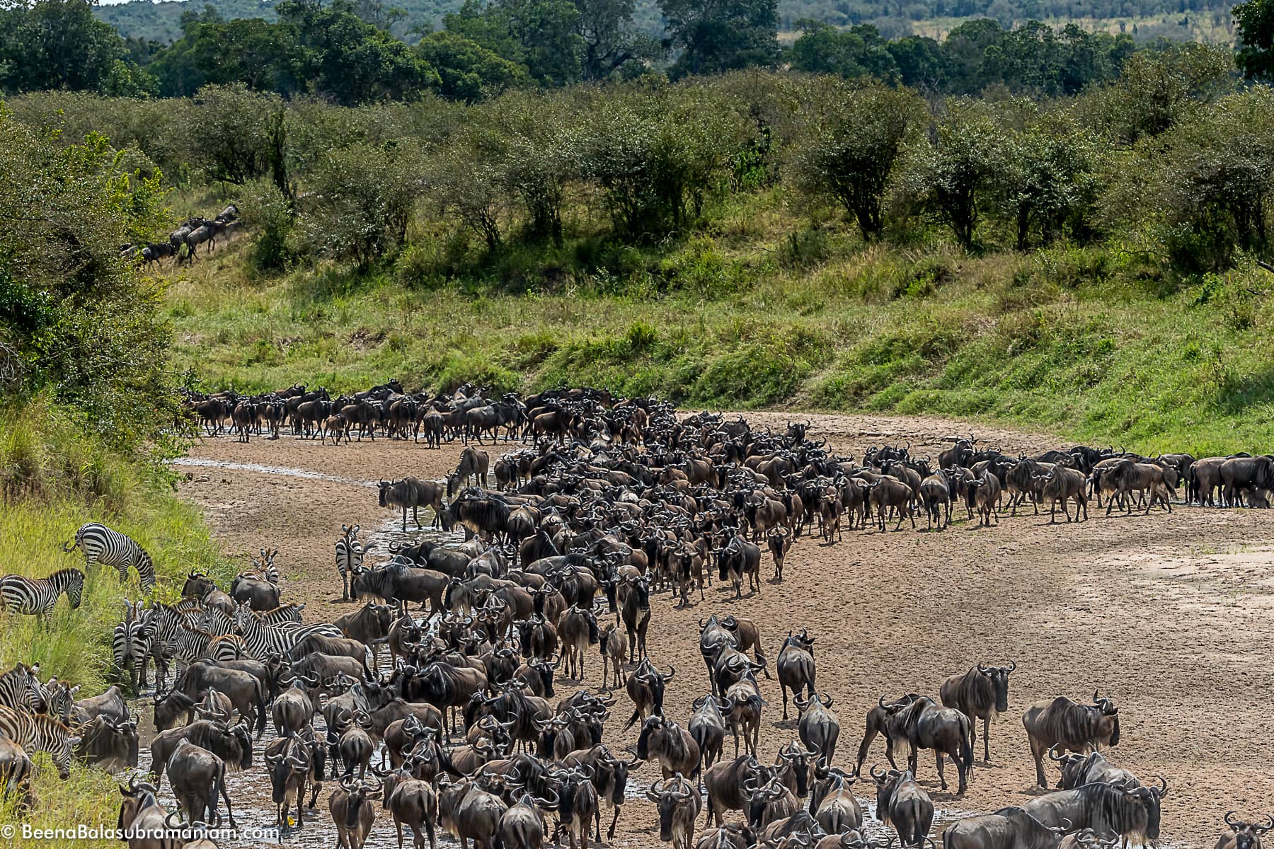 The herds in the sand river when there is no water -2