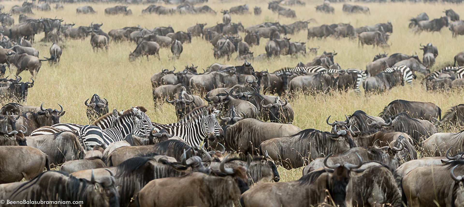 The mega herds at the Bologonja plains