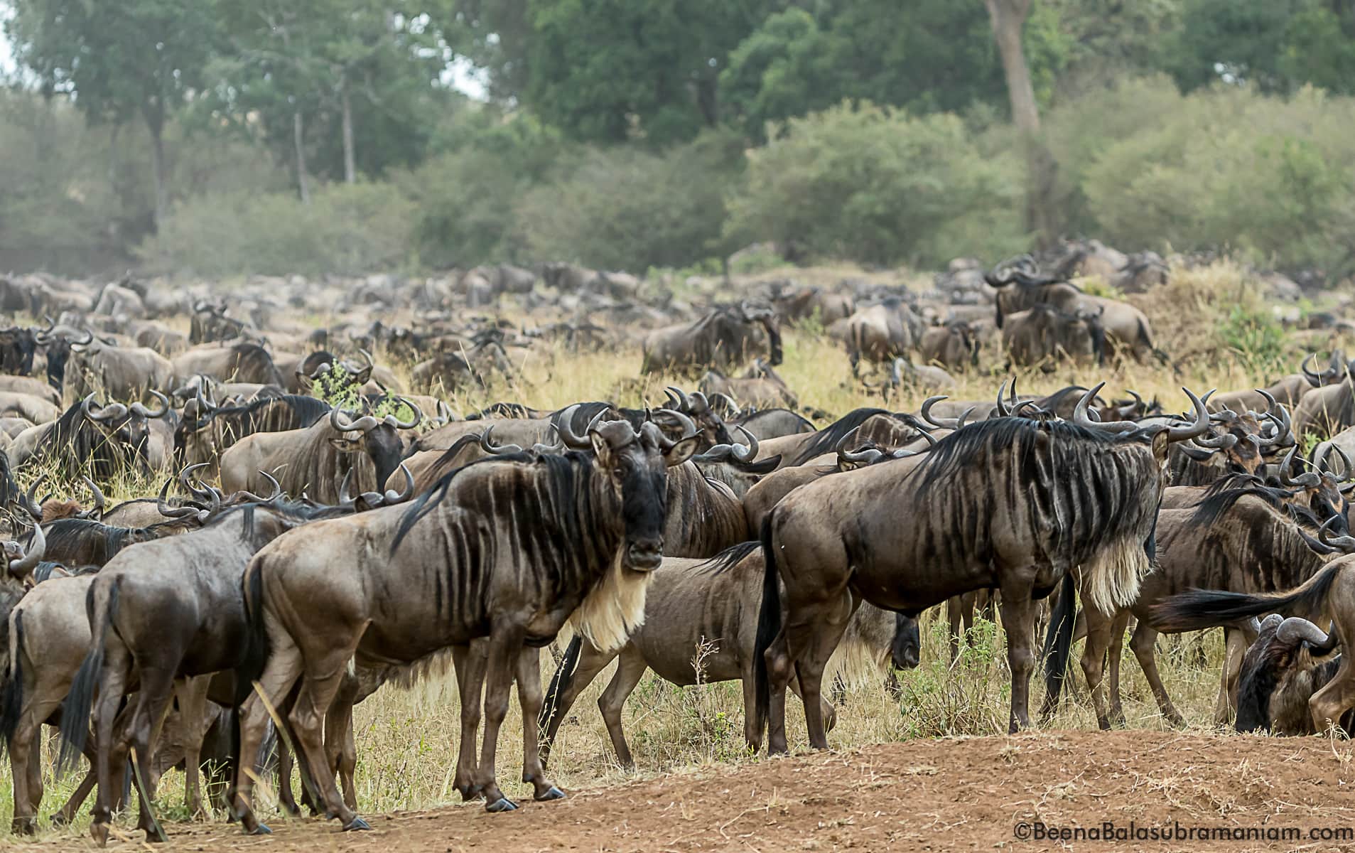 The Mega herds arrive and build up near the Sand River to cross into the Mara