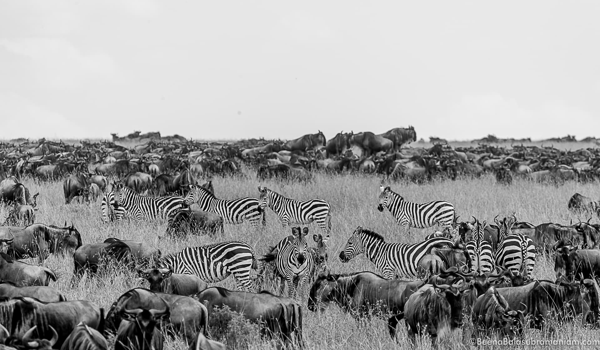 The zebras are prominent in the herds