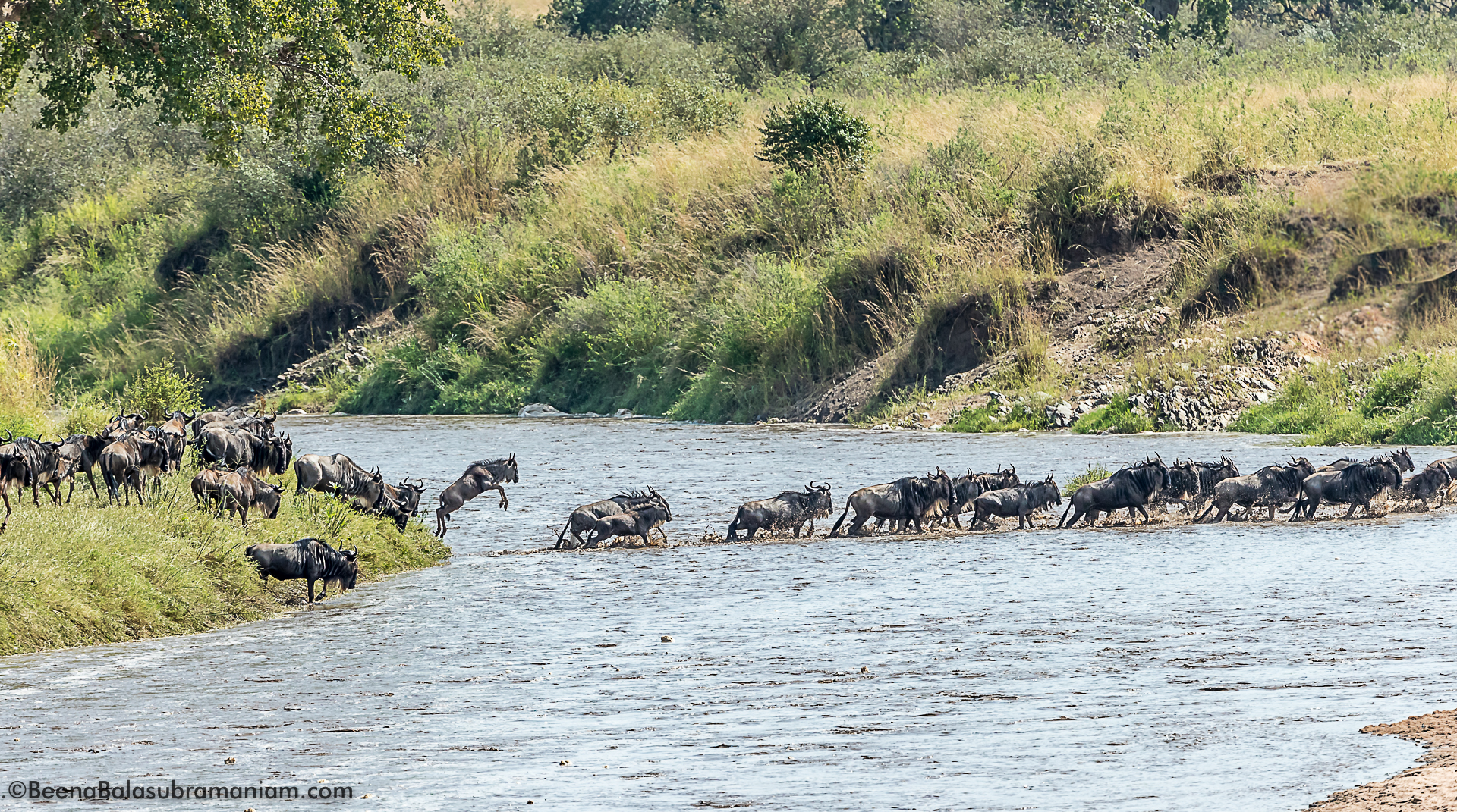 wild angle view of the crossing-2