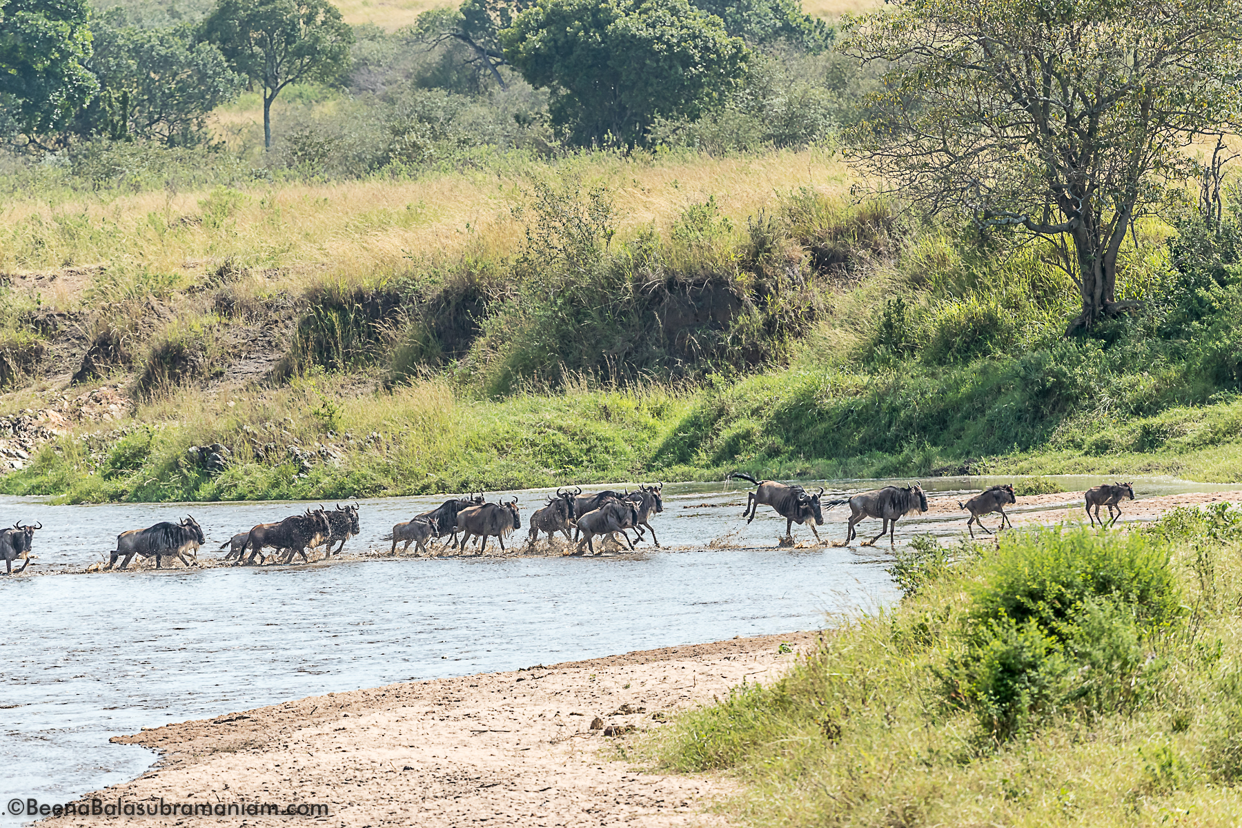 The wilde beest are happy to cross over