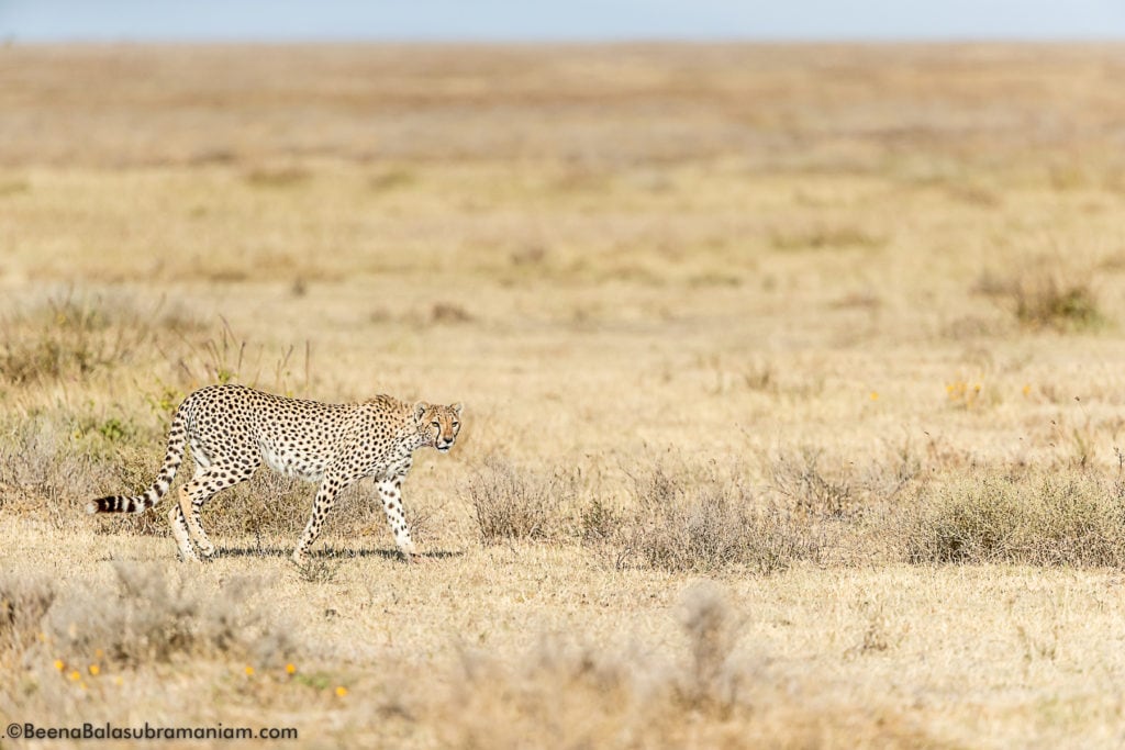 cheetah in its habitat southern serengeti