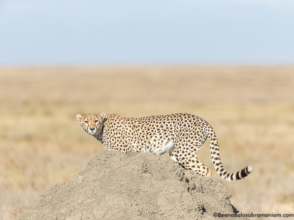 Kusini Plains Serengeti 2017