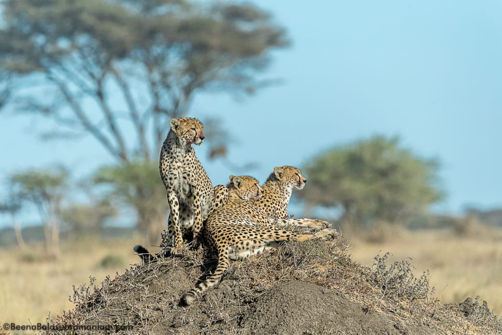 3 cubs at Kusini plains serengeti
