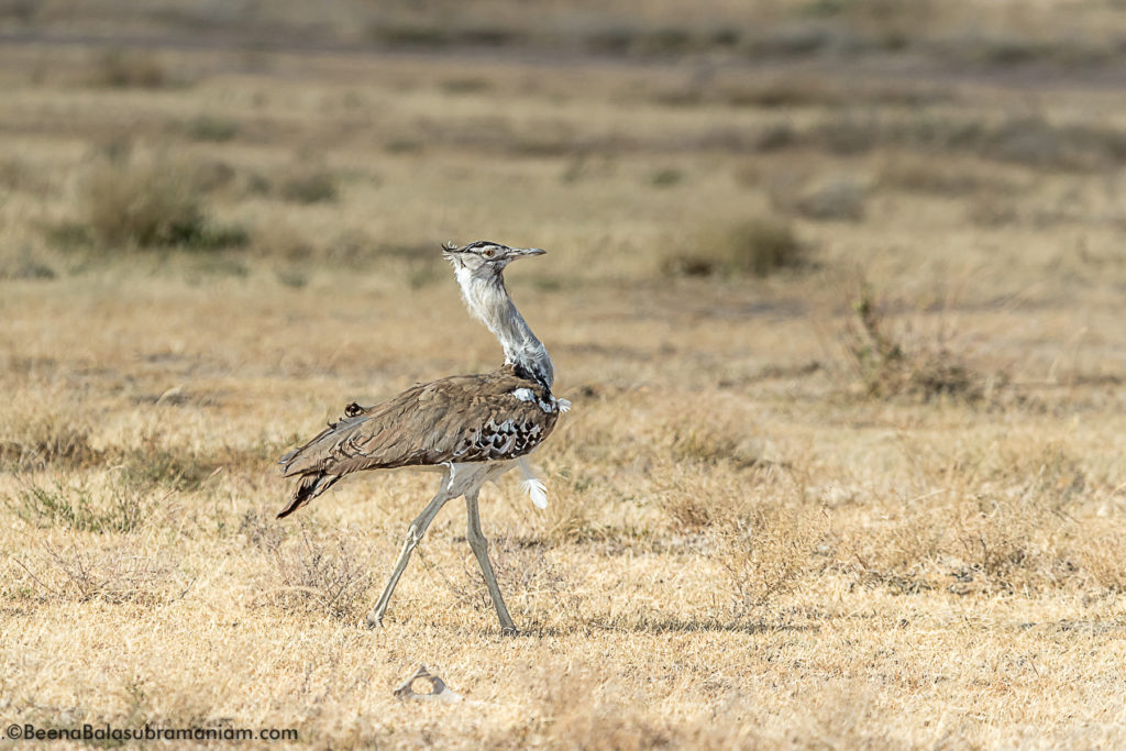 Kori bustard Tanzania