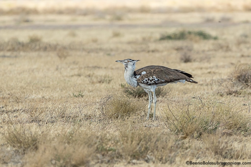 Kori Bustard Southern Tanzania