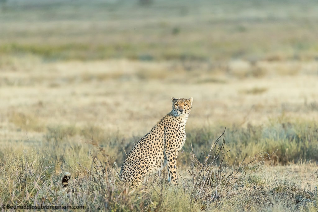 curious onlooker Kusini Plains