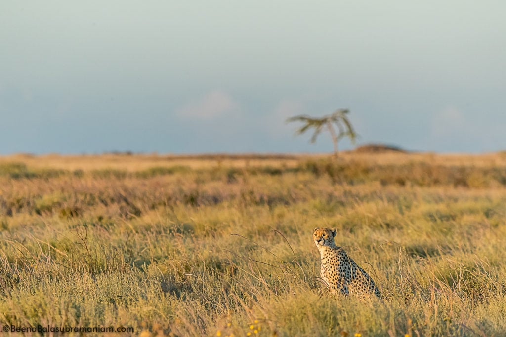 golden light and the southern cheetah