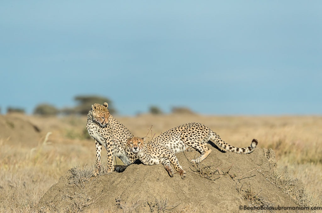 Cheetahs of Kusini