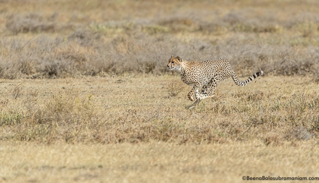 cheetah sprint 2