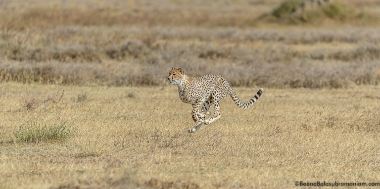 cheetah sprint 4