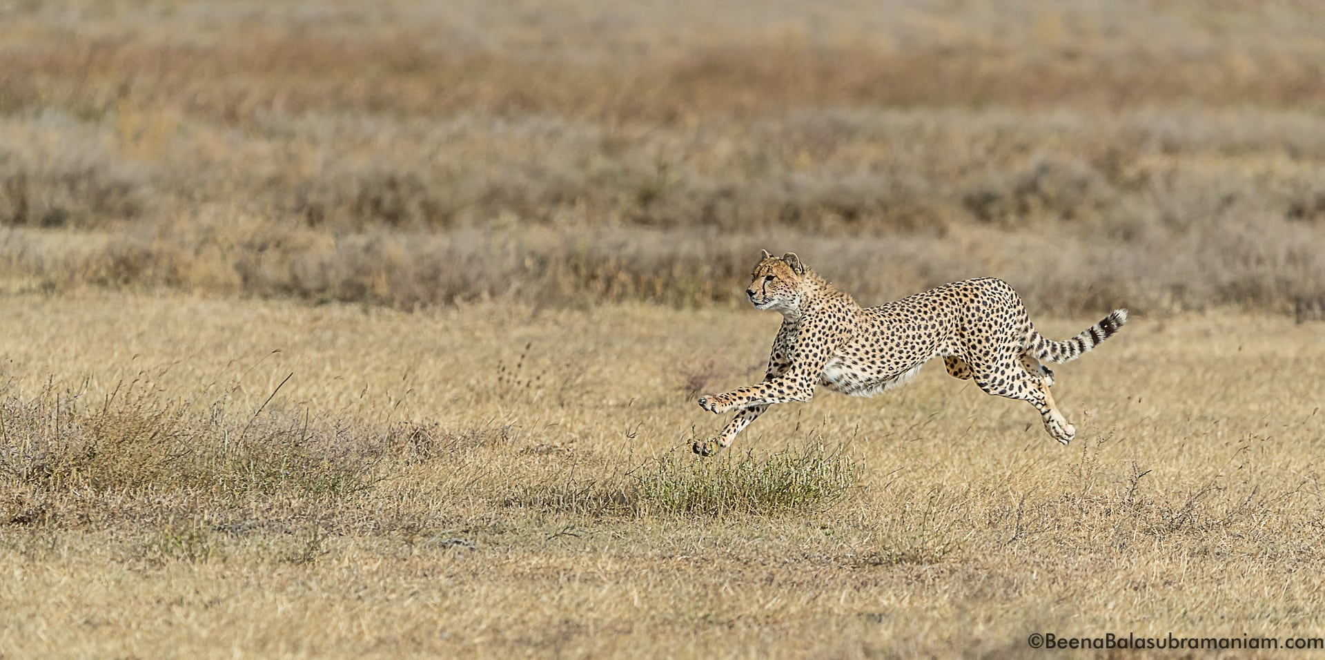 cheetah sprint 5