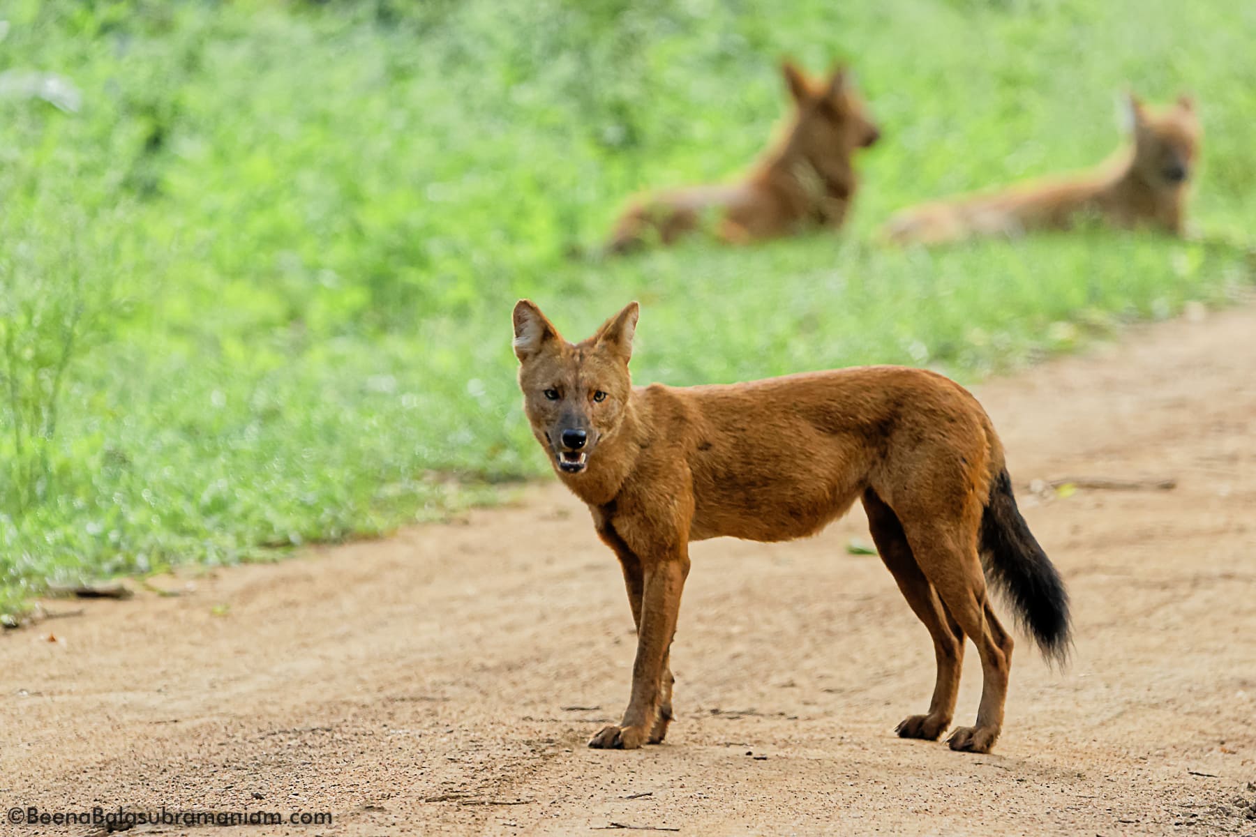 wild dog Dhole _ Kabini 2