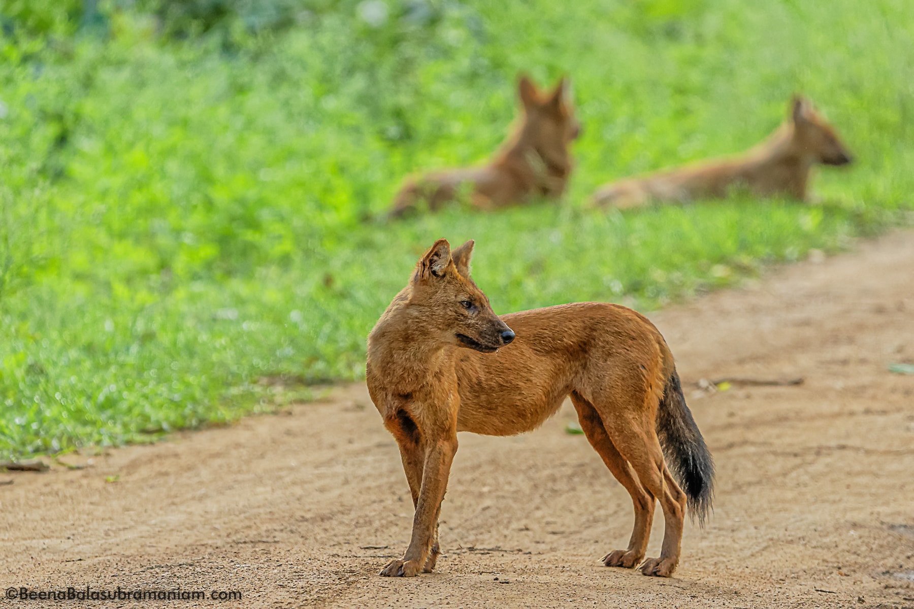 wild dog Dhole _ Kabini