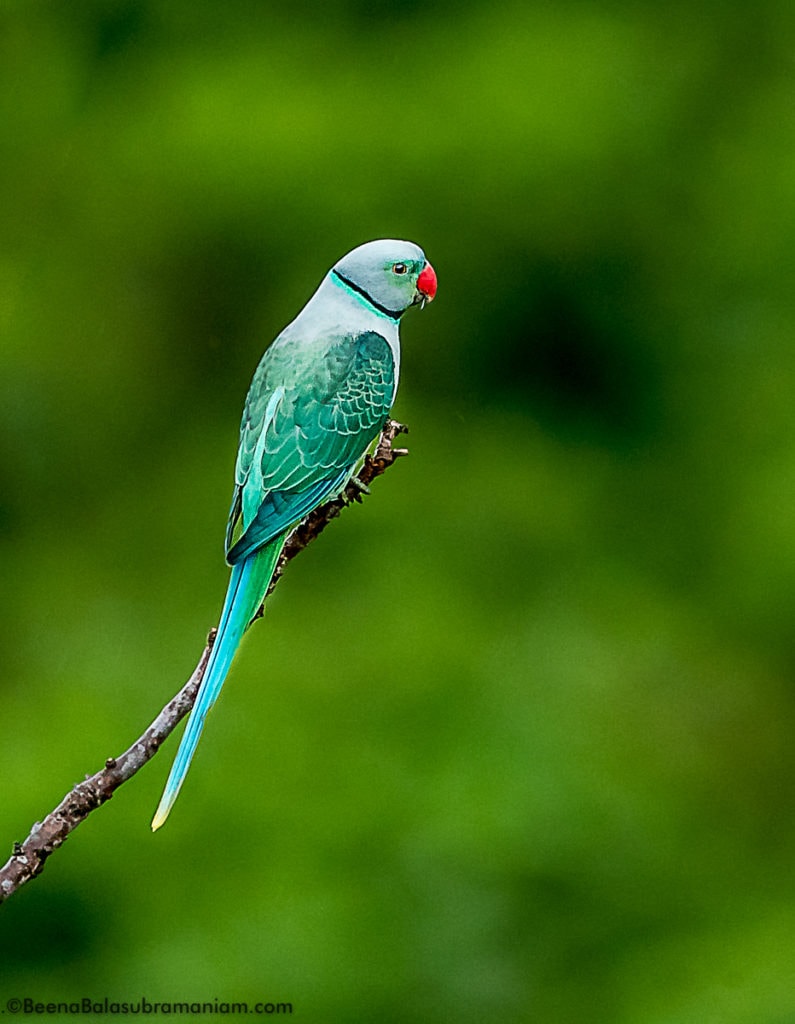 Malabar Parakeet Male