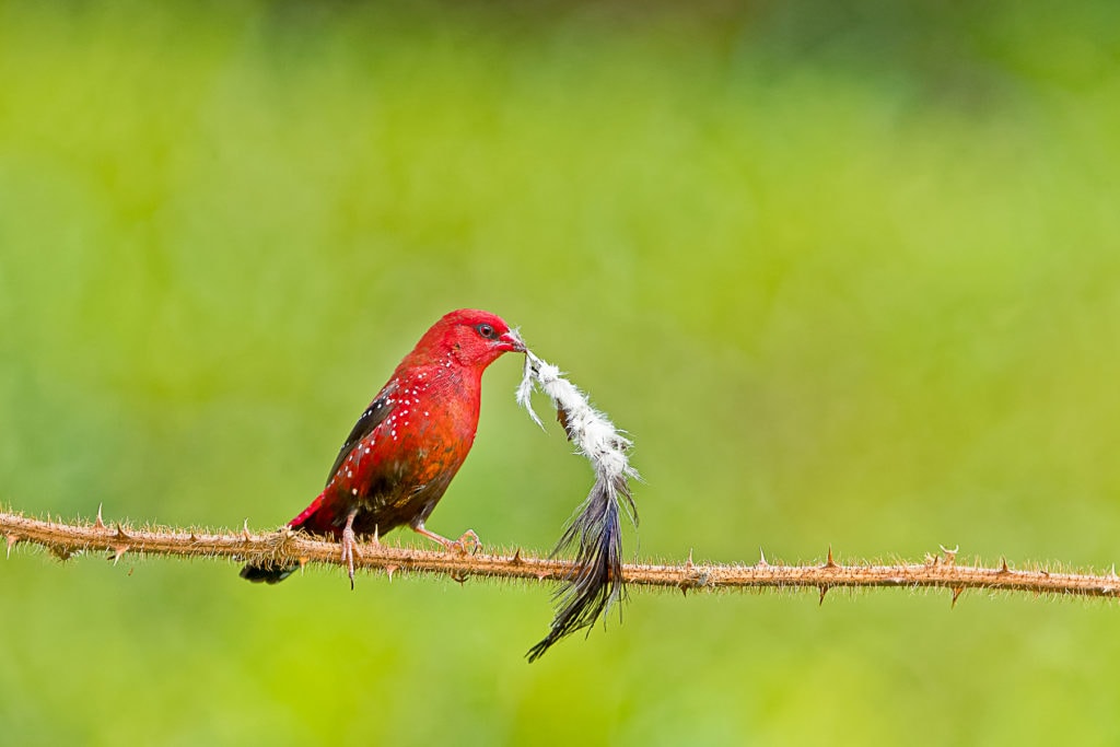 Red Avadavat - Strawberry finch