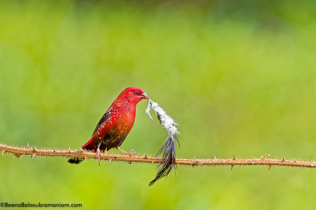 Red Avadavat - Strawberry finch - Amandava Amandava