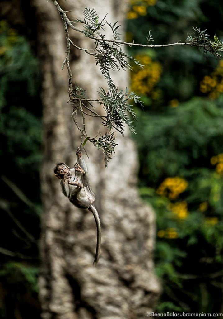 Baby Rhesus macaque