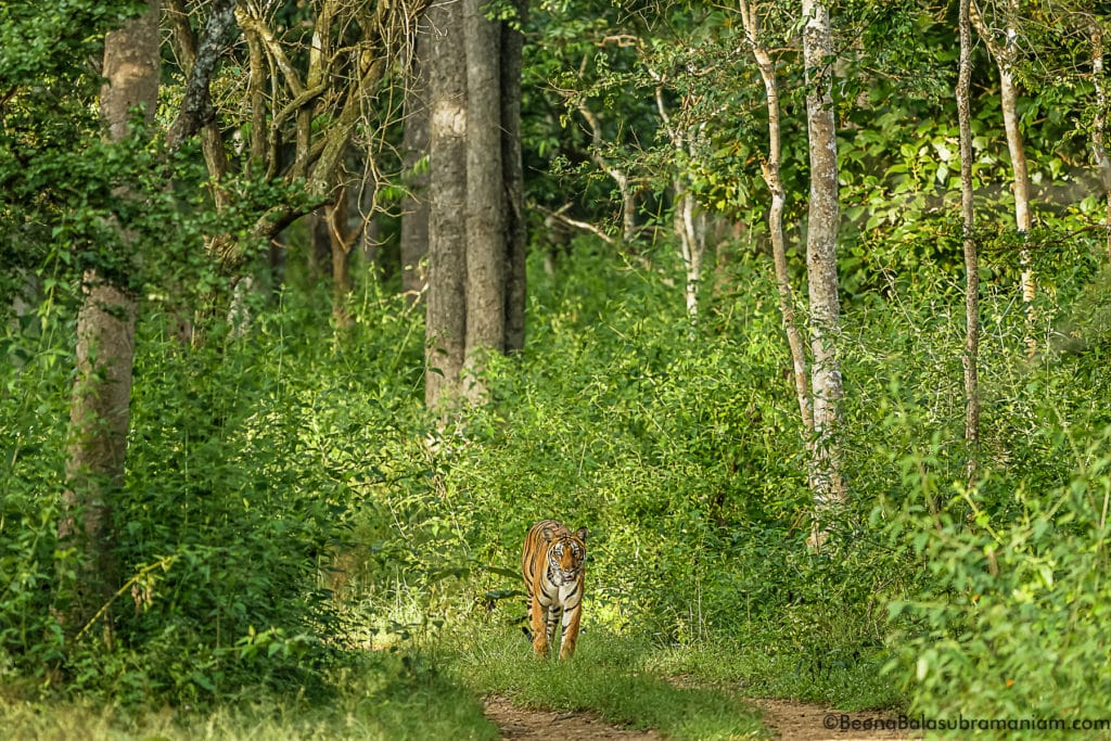 sub adult tigress russel line
