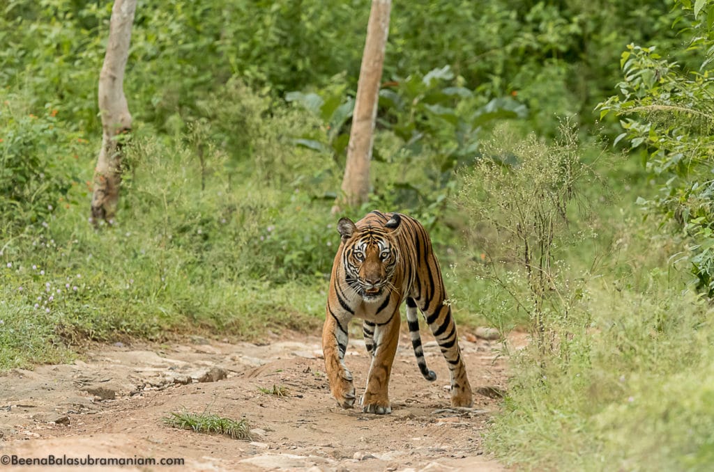Russell line sub adult tigress in the monsoon greens