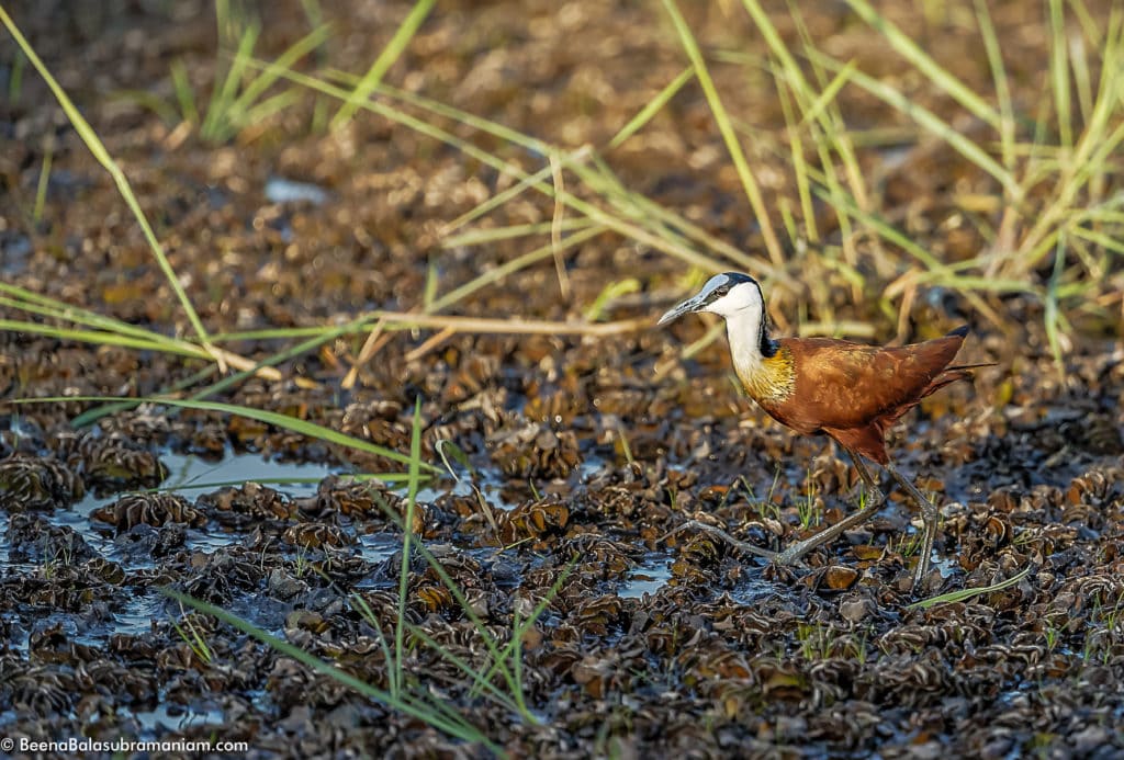 African jacana