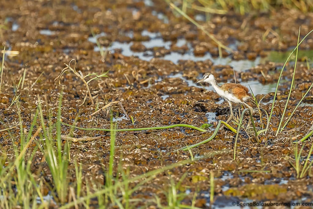 Lesser Jacana