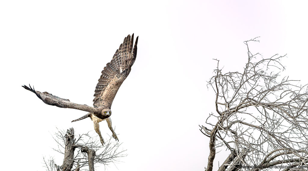 The martial eagle Polemaetus bellicosus