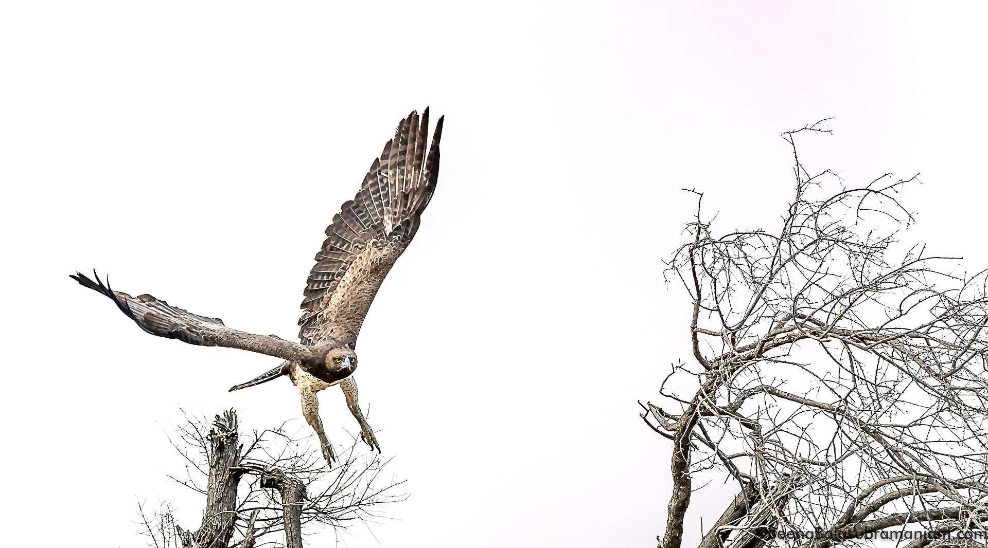 Martial Eagle