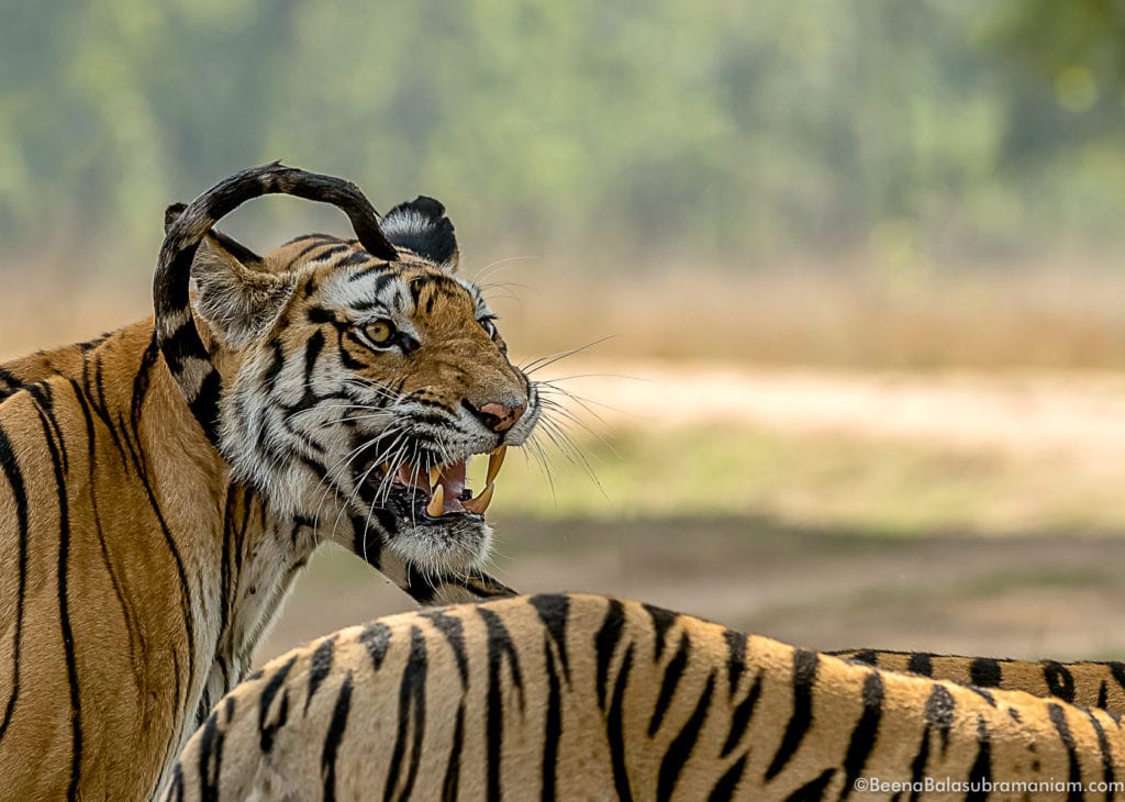 Rajbera with cubs Bandhavgarh 2016