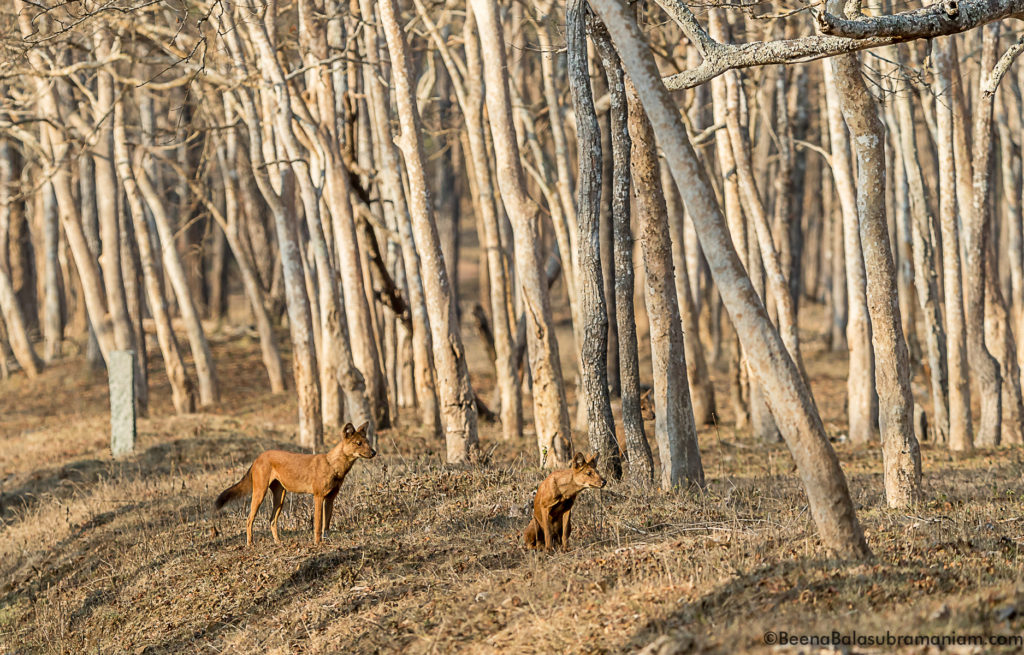 Alert Dhole in Kabini