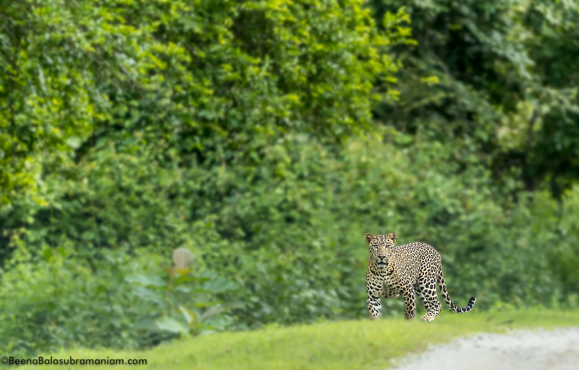 Panthera Pardus Fusca - The Indian Leopard