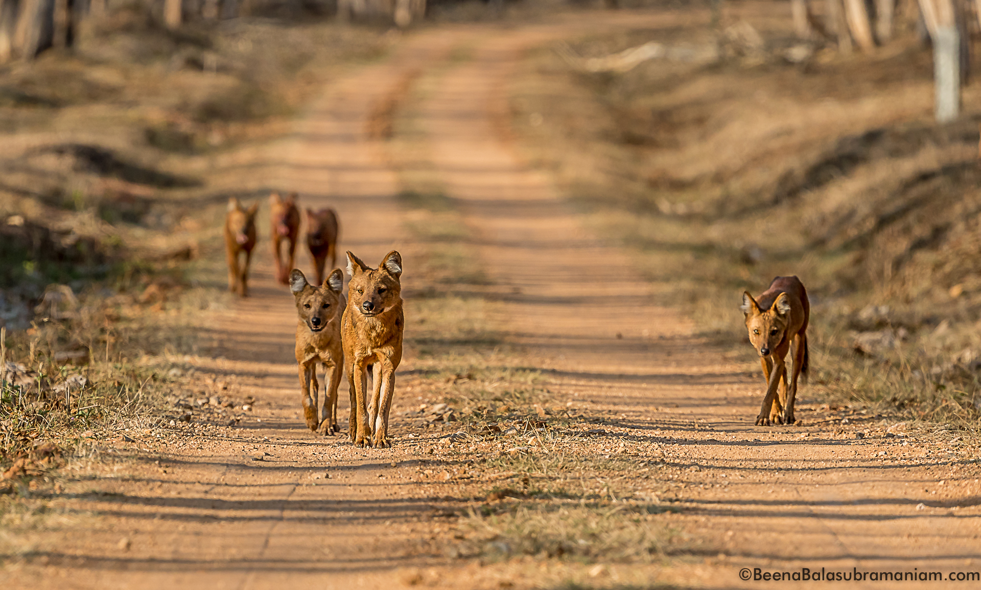 The pack of 11 Dholes in Nagarhole National Park