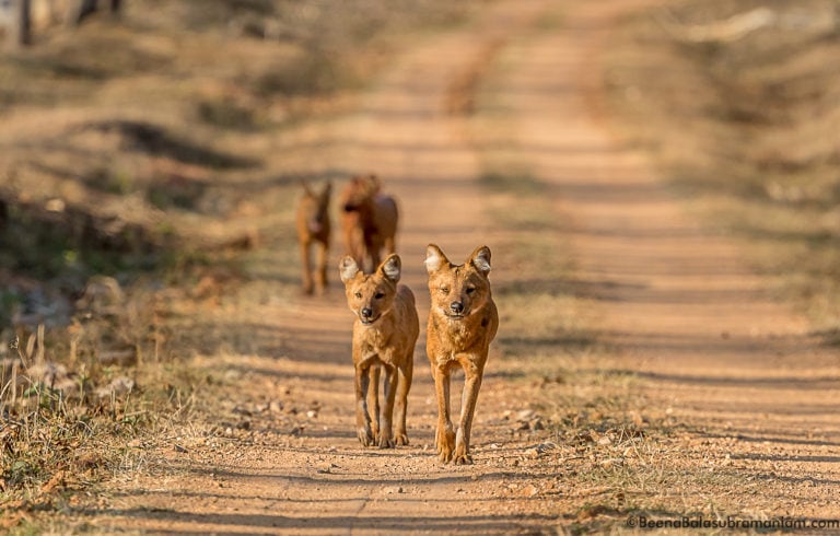 Dholes in Kabini