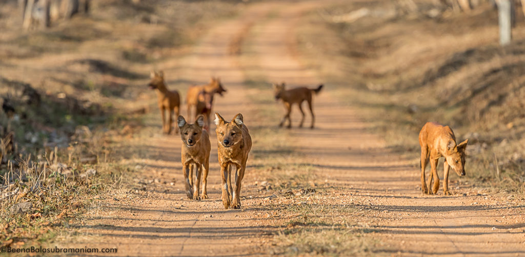 The pack of 11 Dholes in Kabini