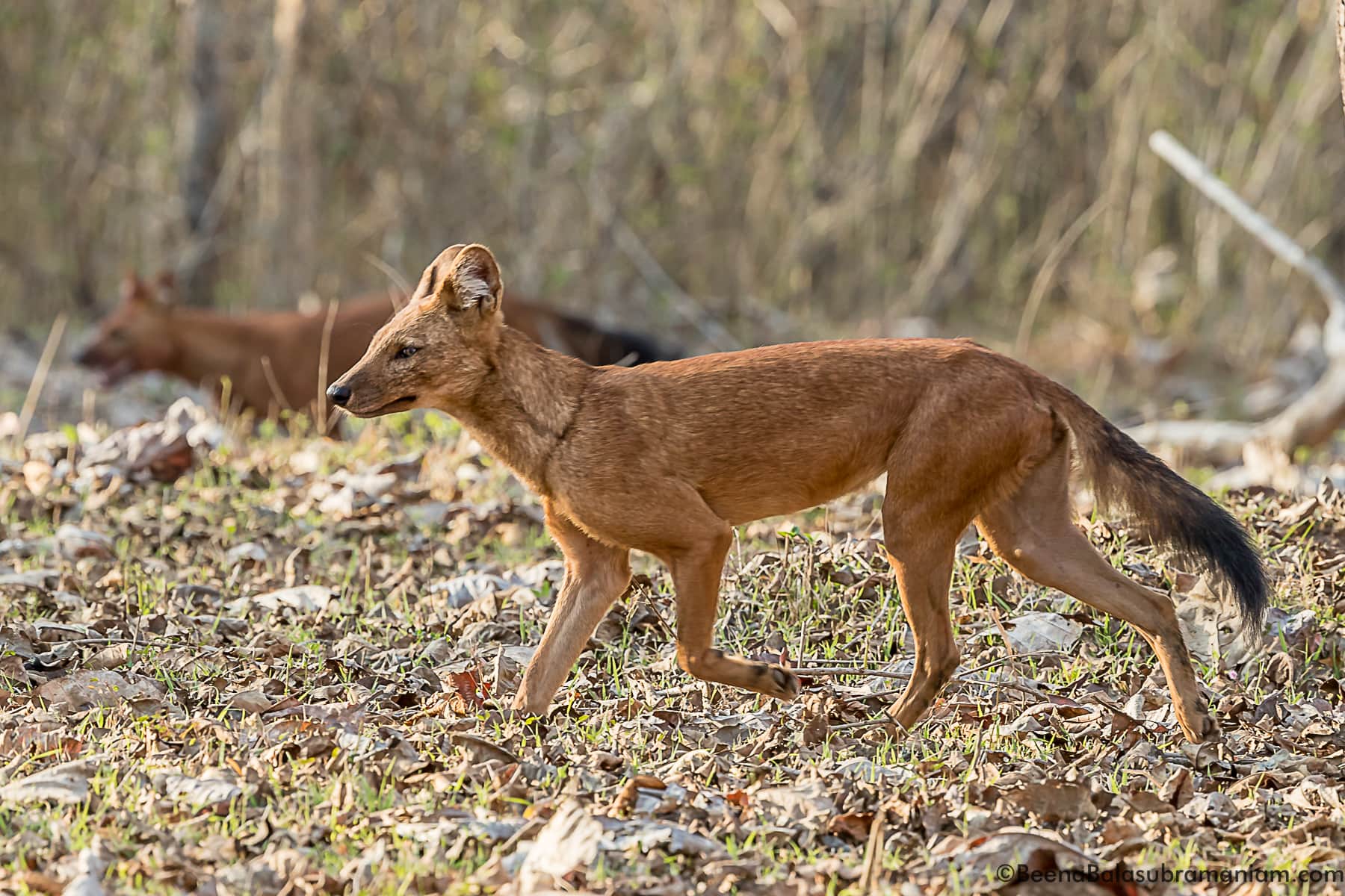 Trotting away in Nagarhole National Park 2