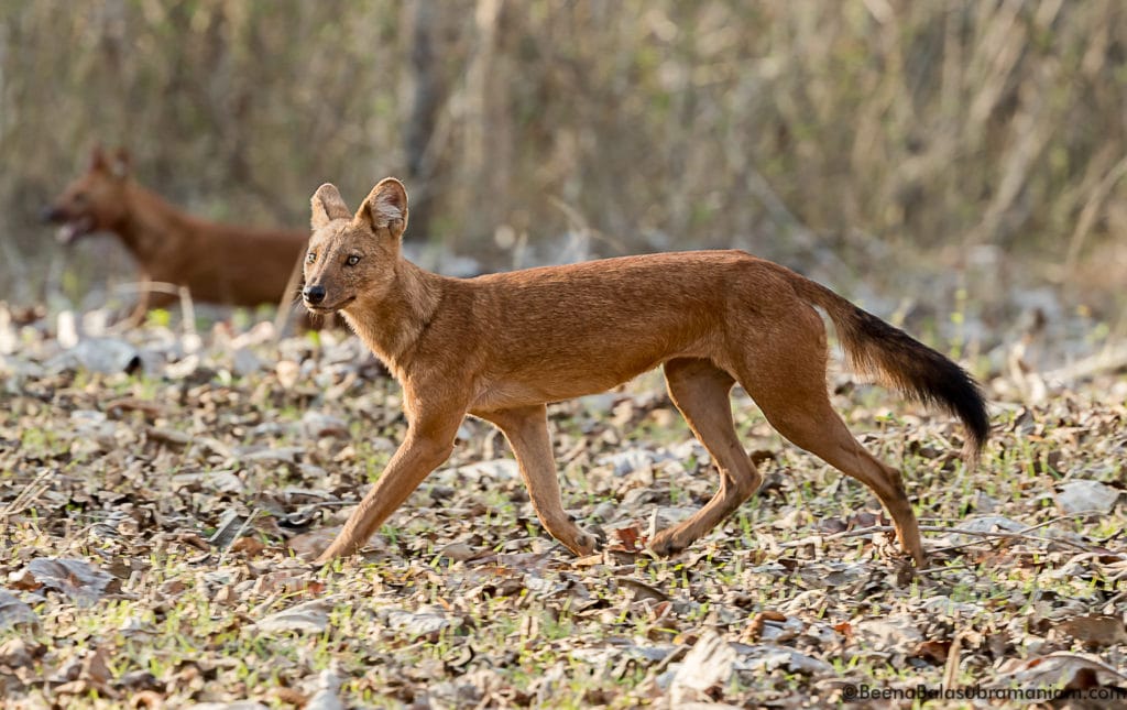 Trotting away in Nagarhole National Park 1