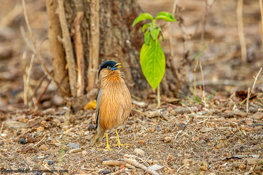 Brahminy myna or Brahminy starling Sturnia pagodarum