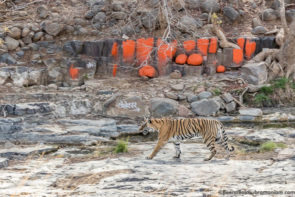 Ladli, Ranthambore , T 8, April 2018