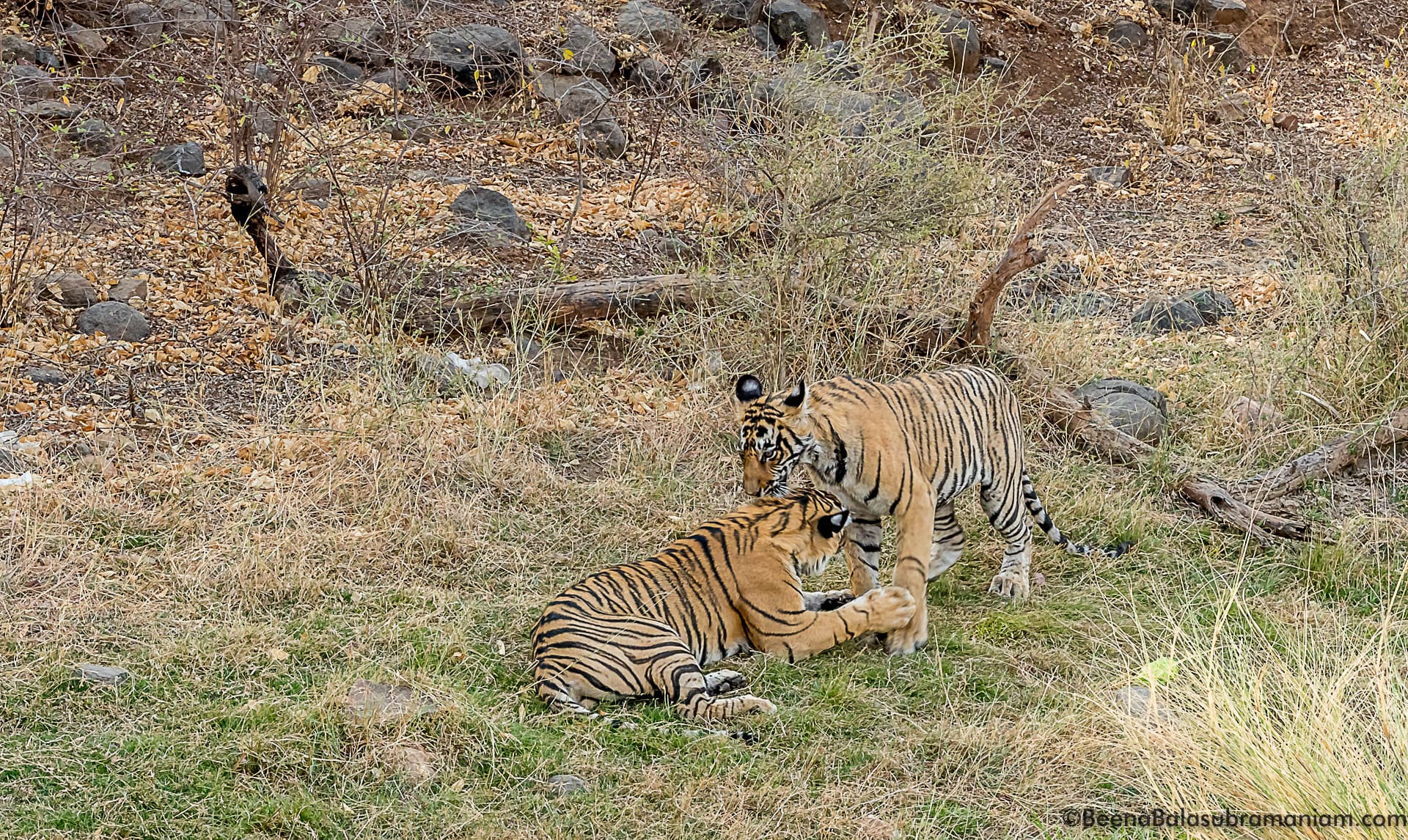 Cubs of T 8 Ranthambore National Park- 2018