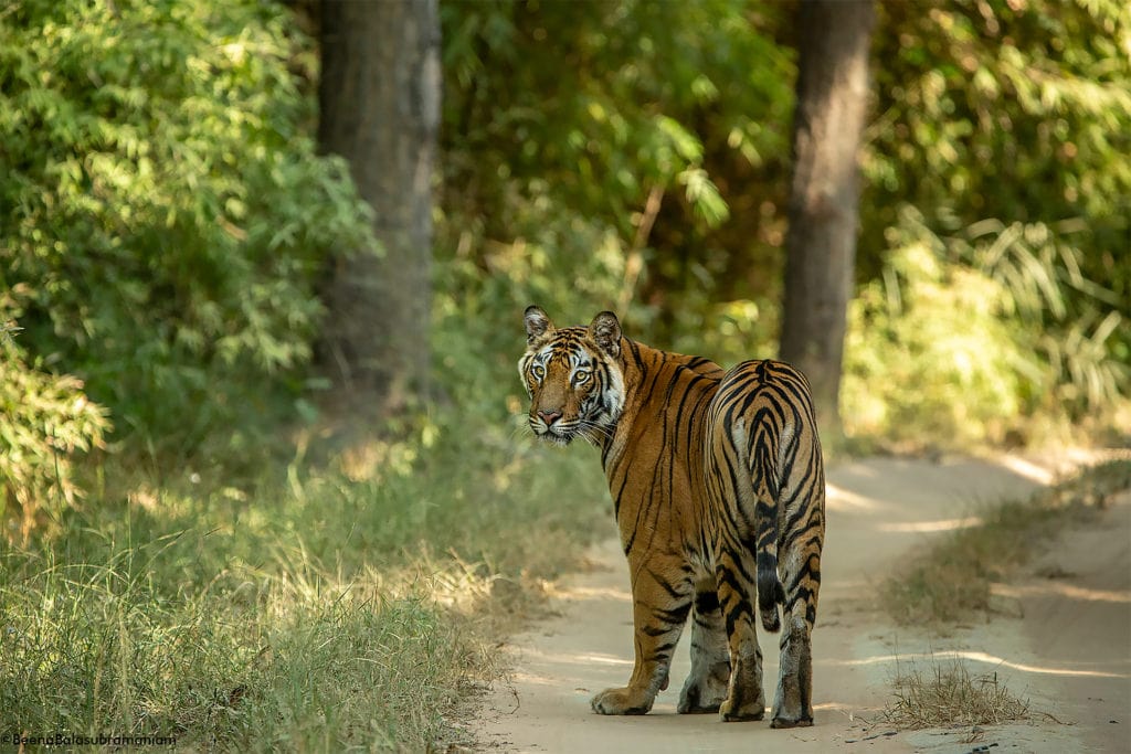 2014 Rajbera sub adult aka kankatti