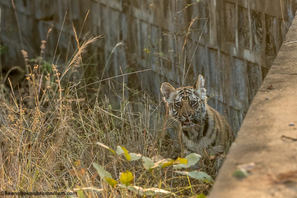 spotty second litter cub 2019 -2