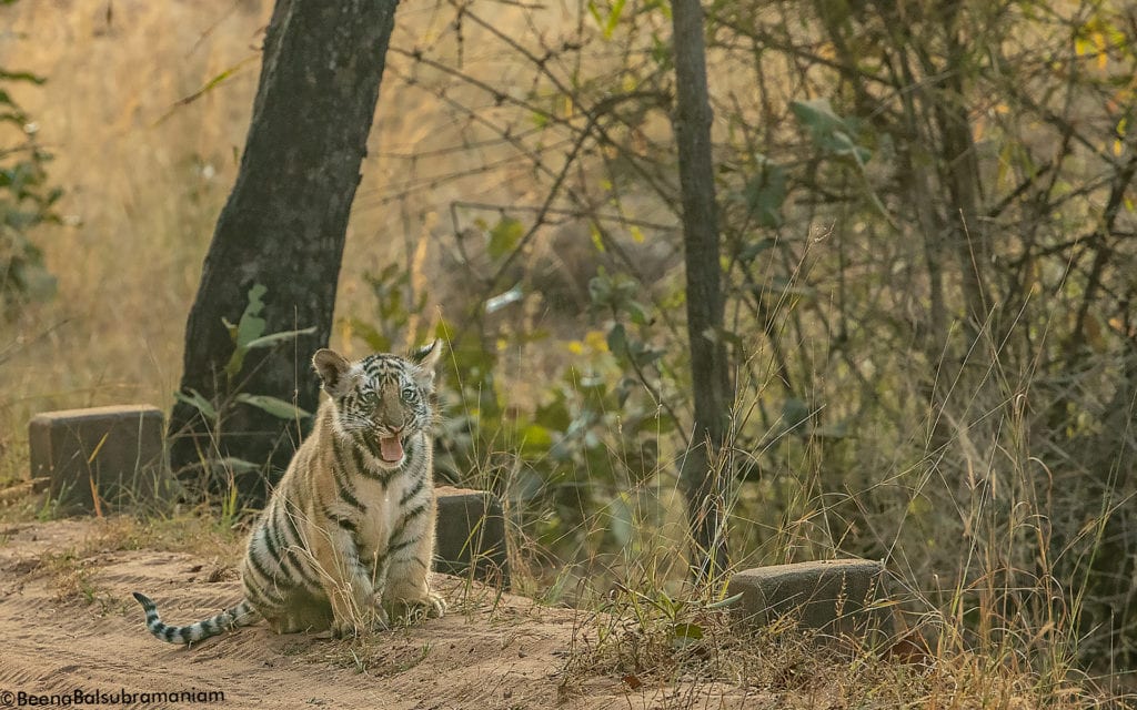 spotty second litter cub 2019 -1