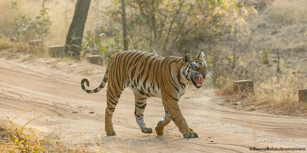 Spotty Bandhavgarh 2019