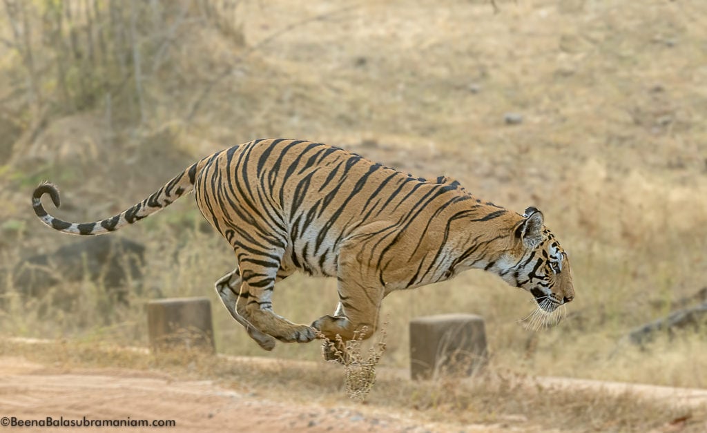 Spotty Bandhavgarh 2019 -4