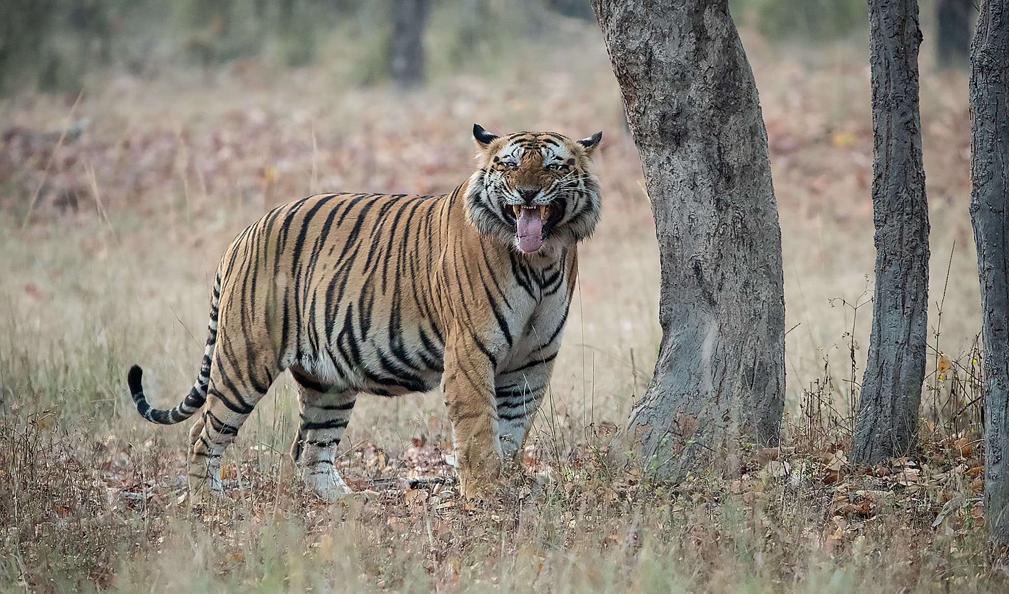 Bamera's son T 37; Bandhavgarh 2019