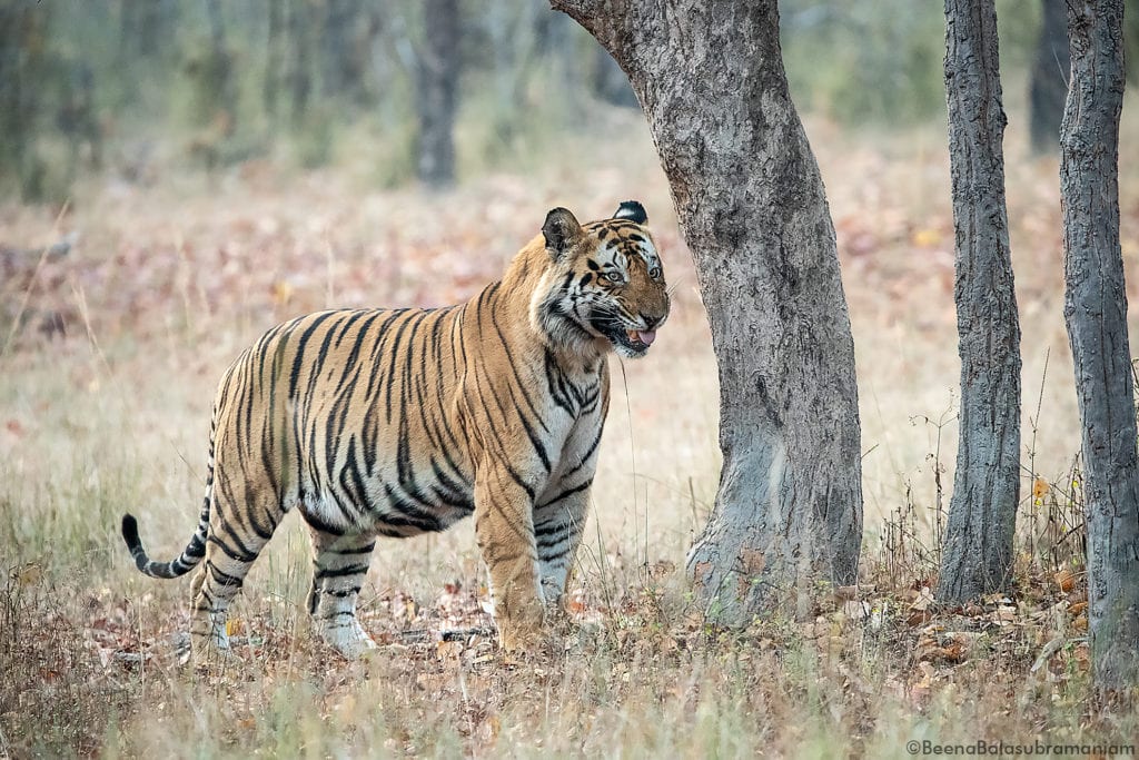 T 37 Bamera's son; Bandhavgarh 2019 -1