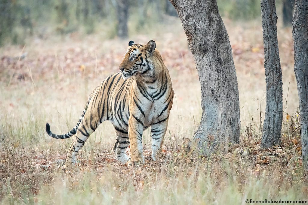 T 37 Bamera's son; Bandhavgarh 2019 -2