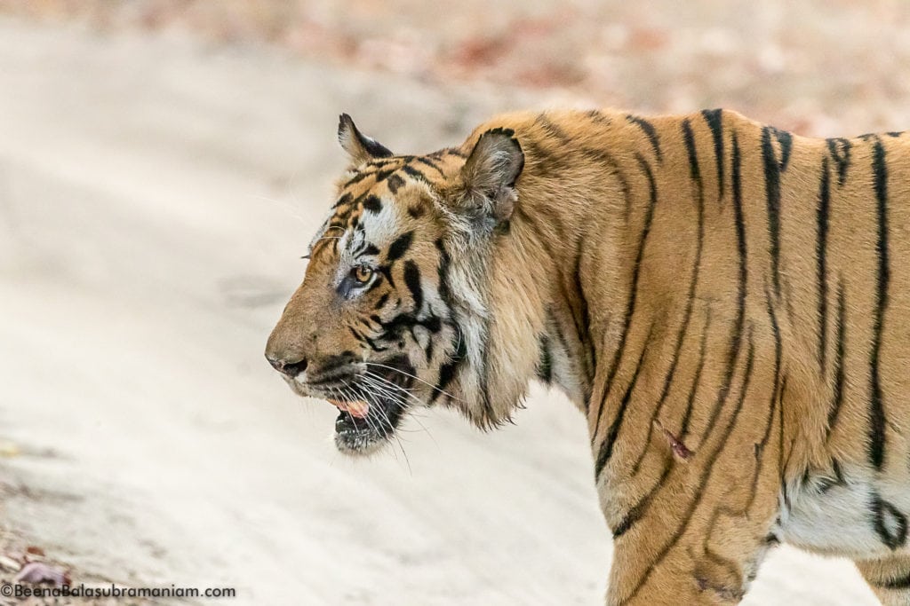 T 37 Bamera's son; Bandhavgarh 2019 -5